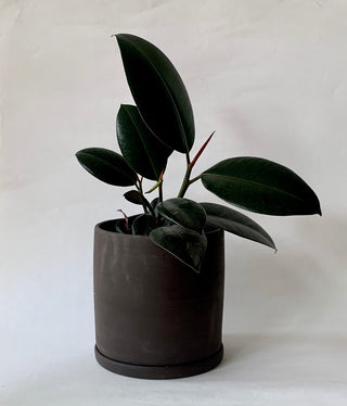 Midnight Planter