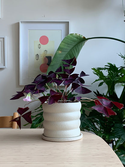 Marshmallow planter in White Textured clay