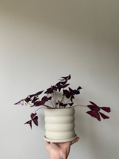 Marshmallow planter in White Textured clay