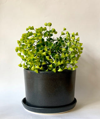 Black Planter