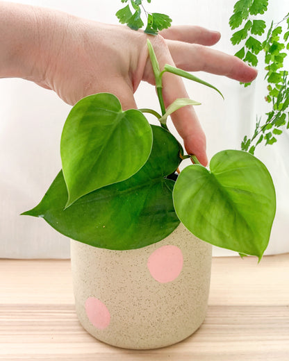 Dotty Planter