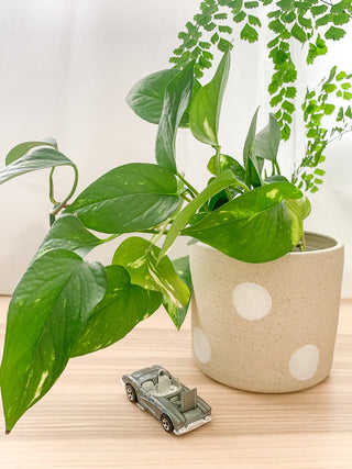 Dotty Planter