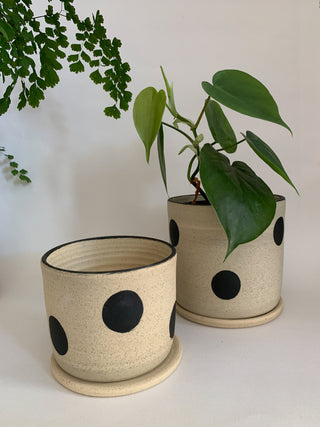 Dotty Planter