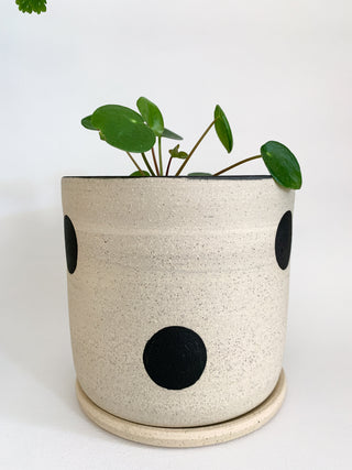 Dotty Planter