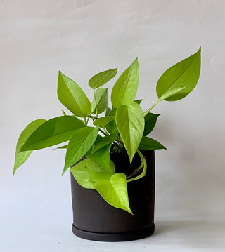 Midnight Planter
