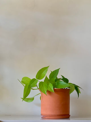 Terra Cotta Planter