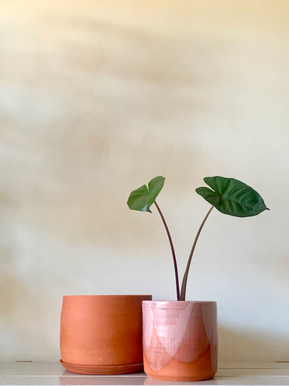 Terra Cotta Planter