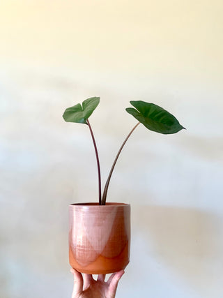 Terra Cotta Planter