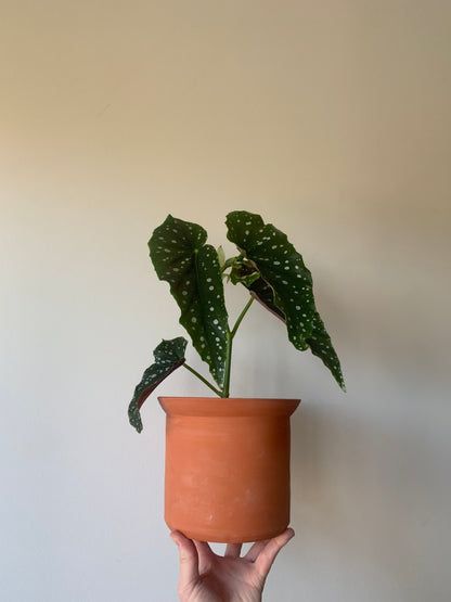 Terra Cotta Planter